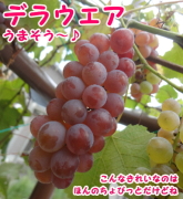 �X���̃t���[�c�t�H�g�y�[�W