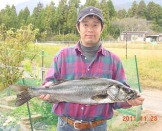 シーバス、68cm 自己最高記録 2011年11月23日現在。 こんな大きな魚が岸から釣れちゃったりなんかします。引きも強烈で、現在病みつきです♪