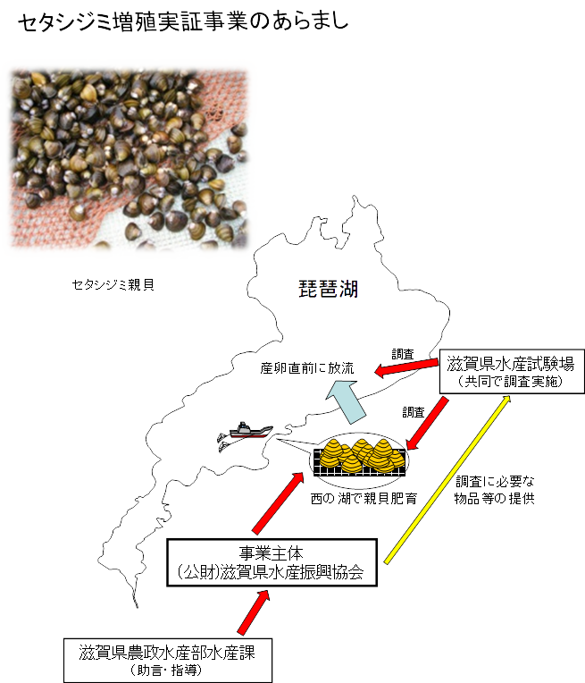 セタシジミ増殖実証事業あらまし