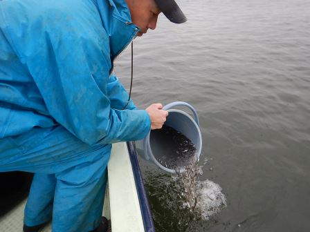 ワタカ稚魚の放流