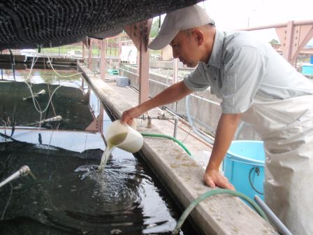 ワタカふ化仔魚の飼育