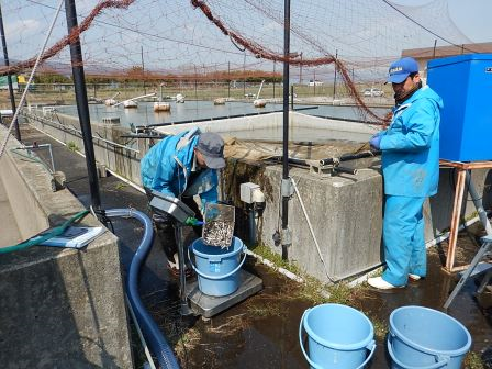 ワタカ稚魚の取上げ